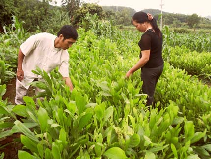 Áp dụng tiến bộ khoa học kỹ thuật vào sản xuất nông nghiệp